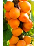 Абрикос колоновидний Компаніло (пізній) | Абрикос колоновидный Компанило (поздний) | Prunus armeniaca Campanilo